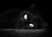 开云下载-年度焦点之战之夜，英格拉姆末节接管比赛