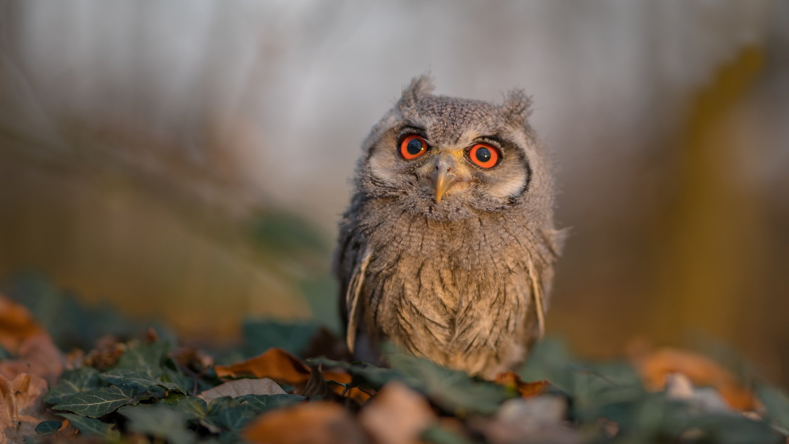 振翅一击，老鹰斩落猛龙，锡安化身关键先生